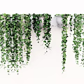 Lush Green Trailing Vines In Wall Hanging Planters With Dense Cascading Foliage
