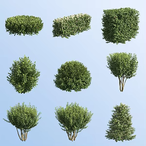 European Sakura Garden Shrub 3d model