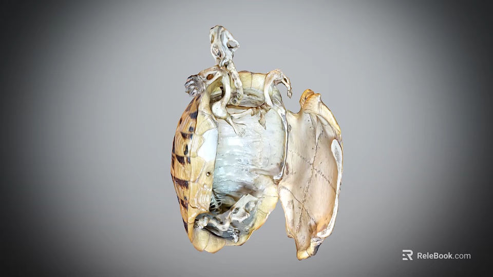 Intricate Striped Shell Model With Detailed Internal Mechanical Structure Design 3d model 