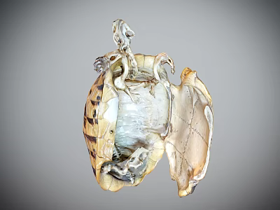 Intricate Striped Shell Model With Detailed Internal Mechanical Structure Design 3d model