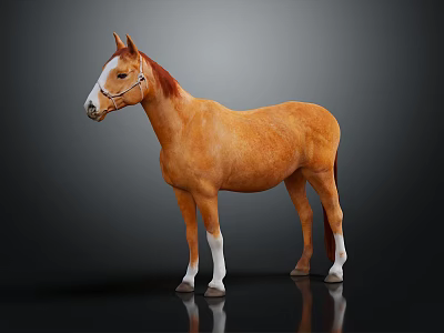 Brown Horse With White Face And Legs Wearing Bridle On Dark Reflective Background 3d model