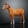 Brown Horse With White Face And Legs Wearing Bridle On Dark Reflective Background 3d model