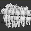 Dental Organ Model With Numbered Teeth From 6 To 12 And 21 To 26 Anatomical Structure