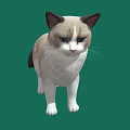 Cream And White Cat With Dark Ears Standing On Green Background