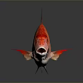 Vibrant Red Aquatic Fish With Spiny Fins Detailed Scales And Striking Appearance