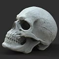 3D Anatomical Medical Device Detailed Human Skull Model For Educational Training 3d model