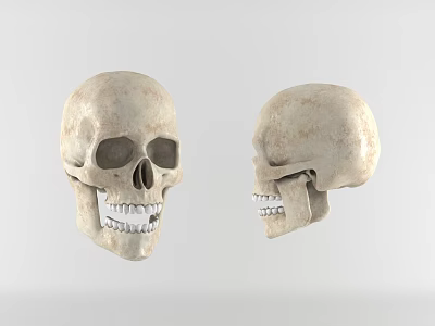 Modern medical equipment Skull specimen 3d model