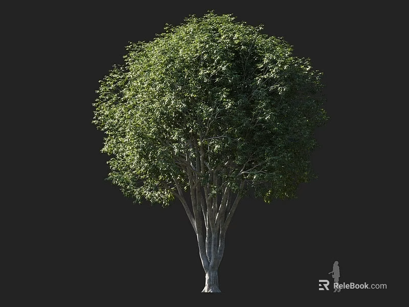 Tall Arbor With Multiple Trunks And Lush Green Foliage Featuring Human Figure For Scale 3d model 