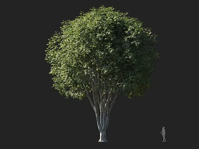Tall Arbor With Multiple Trunks And Lush Green Foliage Featuring Human Figure For Scale 3d model