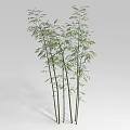 Tall Green Bamboo Plants With Lush Leaves And Multiple Stalks For Decoration