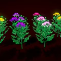 Vibrant Colorful Blooming Chrysanthemums With Lush Green Leaves On Dark Background