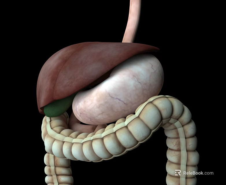 Human Head Organs 3D Anatomical Model Brain Eyes Structure Detailed View 3d model
