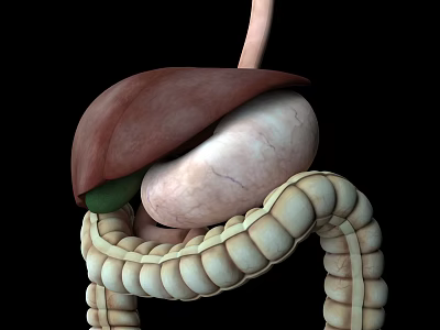Human Head Organs 3D Anatomical Model Brain Eyes Structure Detailed View 3d model