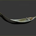 Beautiful Mollusk Shell Featuring White And Brown Hues On Black Surface