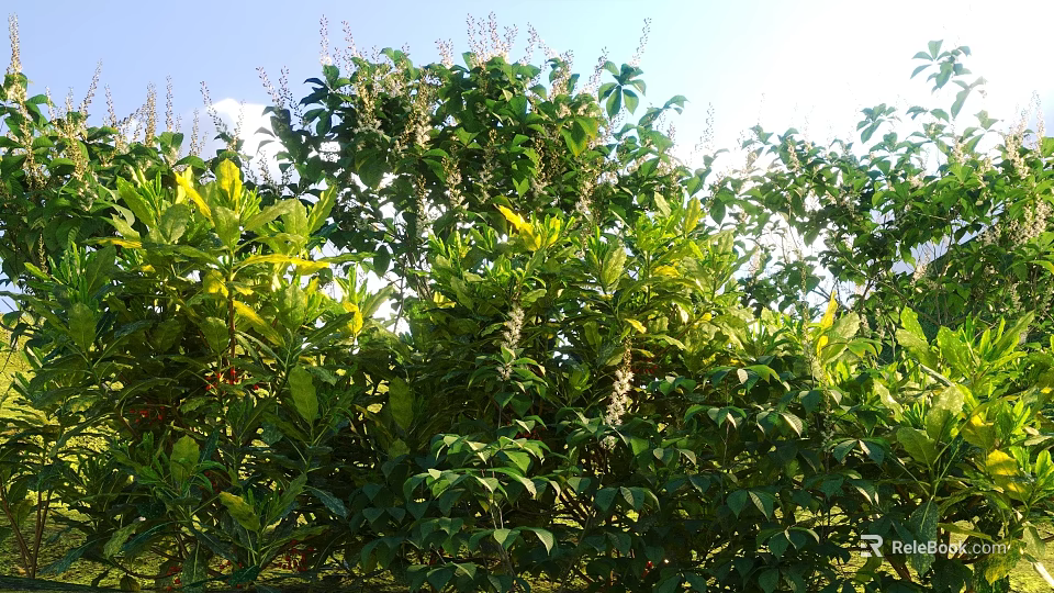 Green Leafy Shrubs With White Flowers Growing In Sunny Outdoor Garden 3d model 