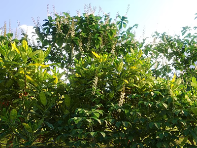 Green Leafy Shrubs With White Flowers Growing In Sunny Outdoor Garden 3d model