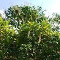 Green Leafy Shrubs With White Flowers Growing In Sunny Outdoor Garden