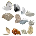 Unique Colorful Shell Shaped Decorative Ornament Set With Various Natural Styles For Home