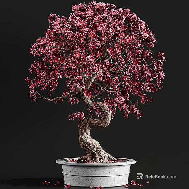 Beautiful Bonsai Tree With Vibrant Red Leaves And Twisted Trunk In White Pot 3d model 