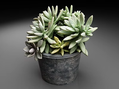 Potted Succulent Plants With Various Green And Purple Leaves In Gray Pot 3d model