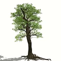 Modern Tree Landscape Old Tree Banyan Tree Arbor 3d model