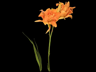Vibrant Orange Flower With Green Stem And Leaves On Black Background 3d model