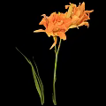 Vibrant Orange Flower With Green Stem And Leaves On Black Background