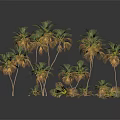 Multiple Palm Trees With Various Heights And Green Fronds Against Dark Background