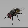 Detailed Close Up of Fly With Red Eyes Black Body and Transparent Wings