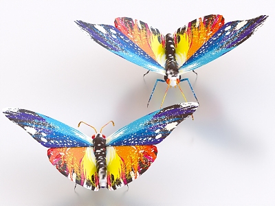 color butterfly moth 3d model