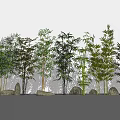 Various Types of Arbor Trees with Stones Against White Wall