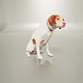 Brown And White Dog Sitting With Collar Yellow Tag On Light Colored Floor Wall
