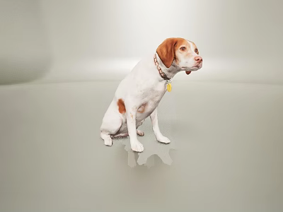 Brown And White Dog Sitting With Collar Yellow Tag On Light Colored Floor Wall 3d model