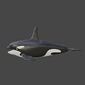 Realistic Black And White Orca Swimming In Blue Background