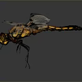 Detailed Dragonfly With Transparent Wings And Yellow Black Body In Flight