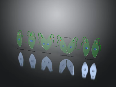Detailed Human Organ And Hair Structure Models With Development Stages 3d model