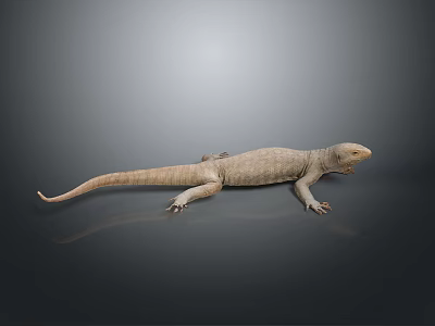 Reptile Lizard With Light Brown Skin Resting On Smooth Dark Surface And Long Tail 3d model