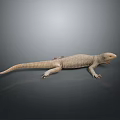 Reptile Lizard With Light Brown Skin Resting On Smooth Dark Surface And Long Tail