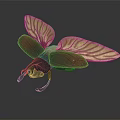 Detailed Dark Bodied Beetle Sculpture With Light Textured Wings As Decorative Piece