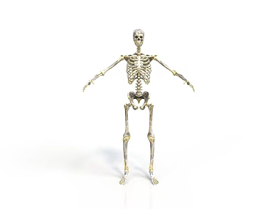 Detailed Human Skeleton Model Displaying Body Organs Structure On White Background 3d model