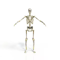 Detailed Human Skeleton Model Displaying Body Organs Structure On White Background