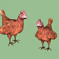 Two Brown Chickens With Realistic Feather Textures And Standing Posture Design