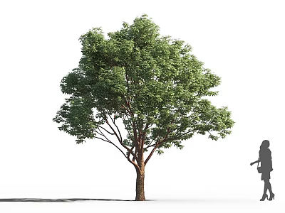 Lush Green Arbor With Thick Trunk And Woman Silhouette Standing Beside 3d model