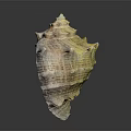 Intricate Conch With Spiky Protrusions And Unique Yellowish Brown Textured Pattern On Dark Surface