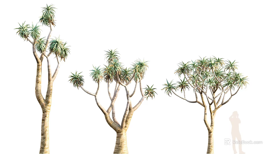 Three Dragon Trees With Thick Trunks And Lush Green Foliage 3d model