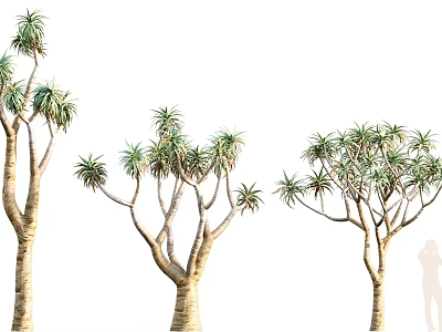 Three Dragon Trees With Thick Trunks And Lush Green Foliage 3d model