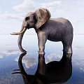Gray Elephant Standing On Water Surface With Cloud Reflection In Sky