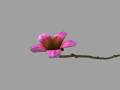 Kapok flowering animation 3d model