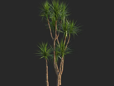 Tall Shrub With Slender Trunks And Long Green Leaves For Garden Landscaping 3d model