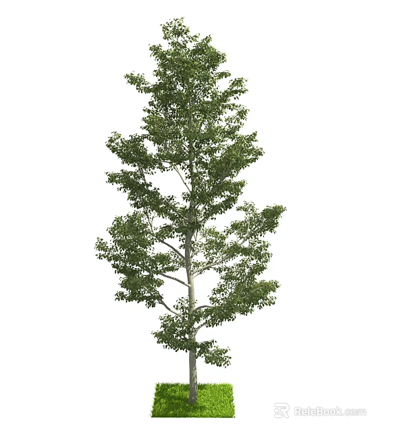 Tall Arbor With Lush Green Foliage And Strong Upright Trunk 3d model 
